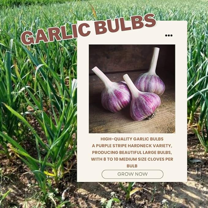 1 Pound Purple Stripe Hardneck Garlic Bulbs for Planting Fresh High-Yield Hardy Garlic for Garden or Container Growing