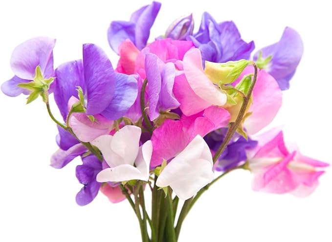 Fragrant Sweet Pea Seeds Climbimg Vine Up to 8' - Approximately 50 Seeds - Most Fragrant Sweet Peas - Lathyrus Odoratus