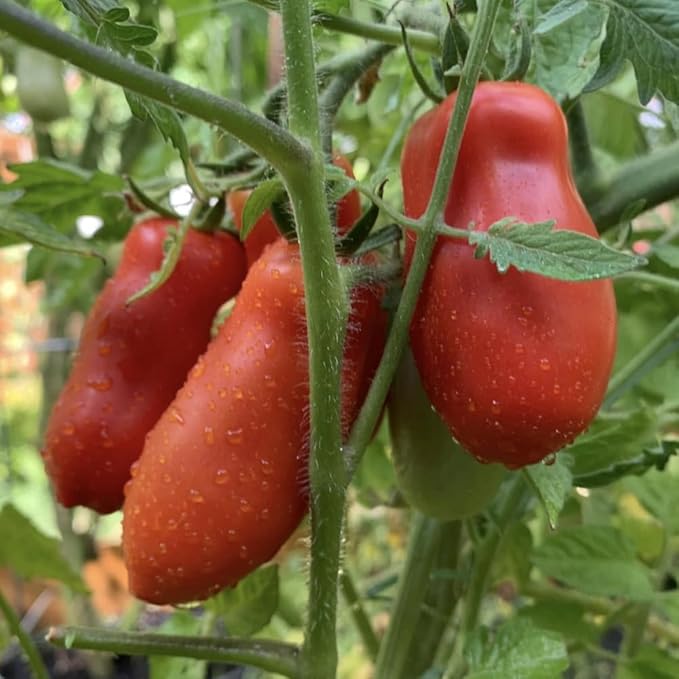 San Maranzo Tomato Plants 4 Inch Pot 4-8 Tall Live Tomatoes Plant Vegetable Tomato Seedling for Planting Outdoor Garden
