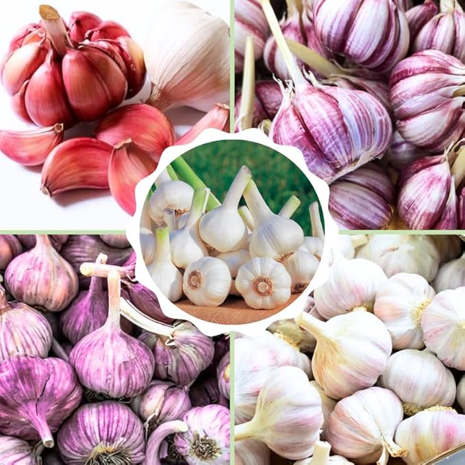 1 Pound Mix Hardneck Garlic Bulbs for Planting Fresh High-Yield Hardy Garlic for Garden or Container Growing