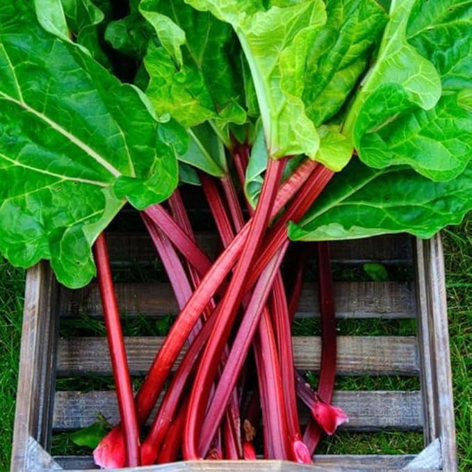 3 Rhubarb Roots Plants for Planting Large Red Cherry Rhubarb Crown Fast-Growing Hardy Rhubarb Plant for Outdoor and Backyard GardensHardy Non GMO Plant for Homegrown Gardens