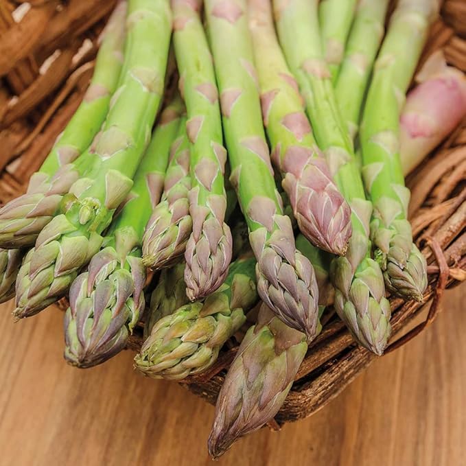 GURNEY'S - Jersey Knight Hybrid Jumbo Asparagus Dormant Bare Root Vegetable Roots 10 Jumbo 3 Year Old Plant Roots per Offer