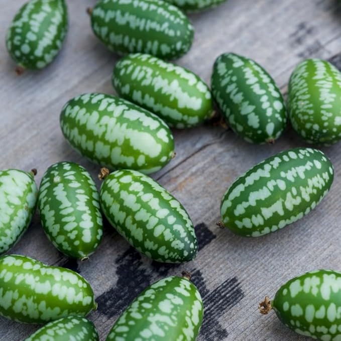 2 Cucamelon Plants Seedlings 4 to 6 Inches Tall Cucamelon Mini Cucumber Live Plant Vegetable Plants for Growing