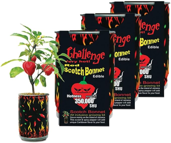 Red Scotch Bonnet Pepper Grow Kit by Magic Plant - 3 Kits - Caribbean Classic Chili 100K - 350K SHUs - DIY Easy with Heirloom Non-GMO Seeds Indoor/Outdoor or Gift