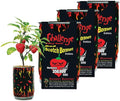 Red Scotch Bonnet Pepper Grow Kit by Magic Plant - 3 Kits - Caribbean Classic Chili 100K - 350K SHUs - DIY Easy with Heirloom Non-GMO Seeds Indoor/Outdoor or Gift