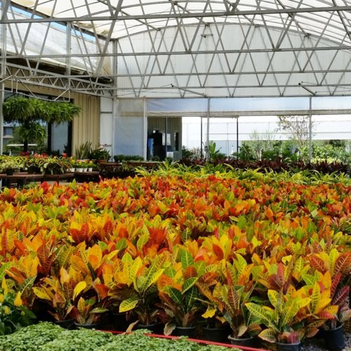 Nelson - Trees Shrubs &amp Evergreens Plant Food for In-Ground Containers &amp Patios Granular Fertilizer NutriStar 21-6-8 (25 lb.)