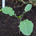 Broccoli Seeds - Purple Sprouting - 1 Lbs - Organic Non-GMO Heirloom - Vegetable Garden Microgreens Sprouting Seeds