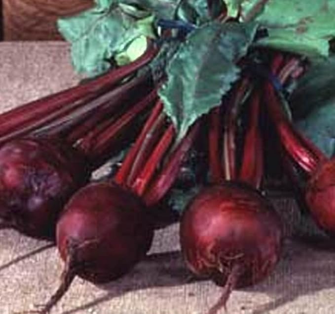 Beet Detroit Dark Red Great Heirloom Vegetable by Seed Kingdom (1 Lb Seeds)
