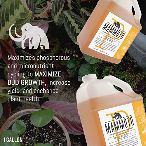 Mammoth P Organic Fertilizer Microbial Inoculants 16% Increase in Yield Maximize Phosphorous and Enhance Plant Health Nutrient Supplement Proven to Grow Bigger Yields - 1 Gallon/4 Liter