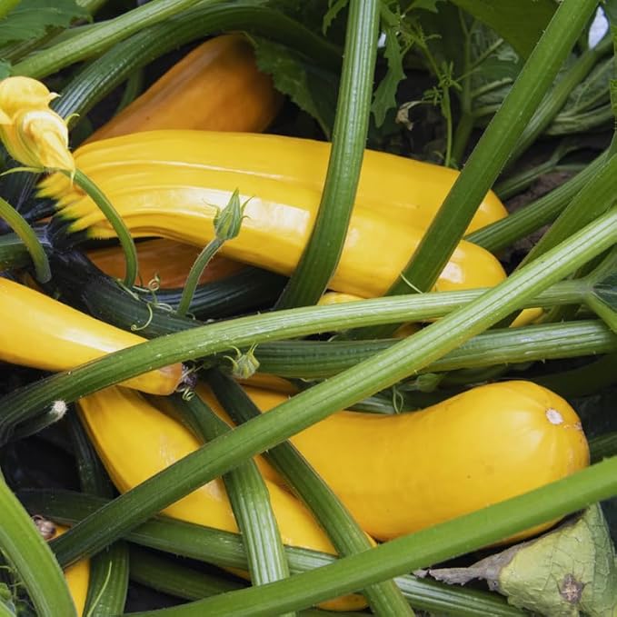 3 Zucchini Plants Seedlings 4 Inches Pot Live Squash Plants from 3 to 5 Inches Tall Live Squash Zucchini