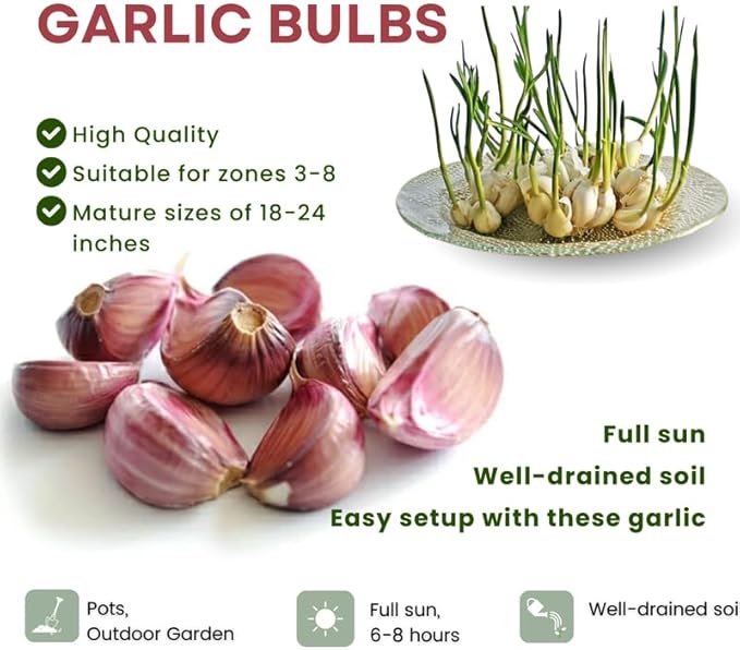 1 Pound Chesnok Red Hardneck Garlic Bulbs for Planting Fresh High-Yield Hardy Garlic for Garden or Container Growing