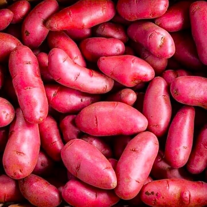 TomorrowSeeds - PRE-Order Now! Ships April 2026 - Red French Fingerling Seed Potatoes Seeds - 15 Pounds - for 2026 Planting Certified for Growers Organic Red Skinned Tuber Garden Growing Planting