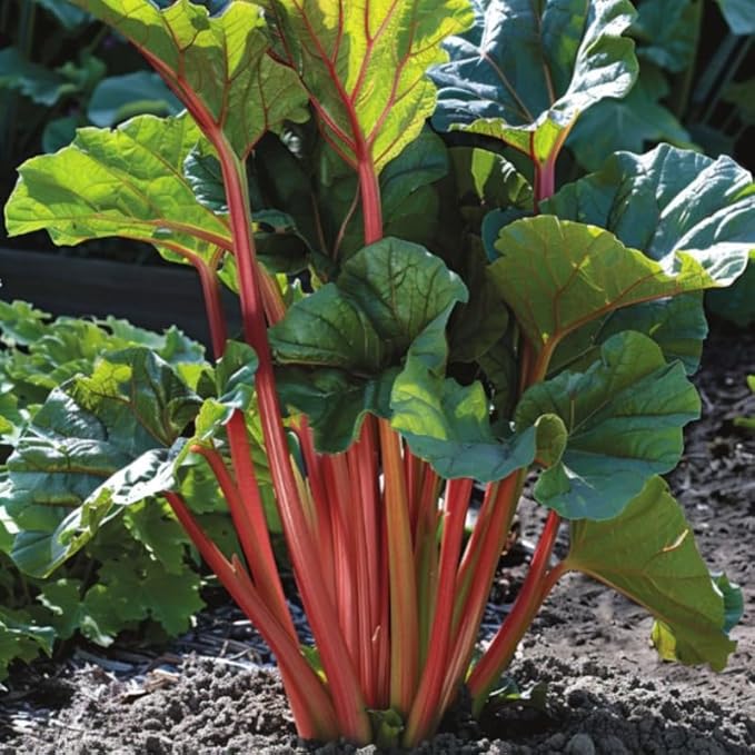 4 Large Rhubarb Crown Plants Fast-Growing Rhubarb Plants Root for Planting Big Size 6-7 Inch Crown Hardy Rhubarb Roots with High Yields and Giant Red Stalks