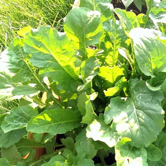 Organic Arugula Roquette - 1 Lb ~ 227200 Seeds - Organic Non-GMO Heirloom Open Pollinated - Vegetable Herb &amp Microgreens Seeds
