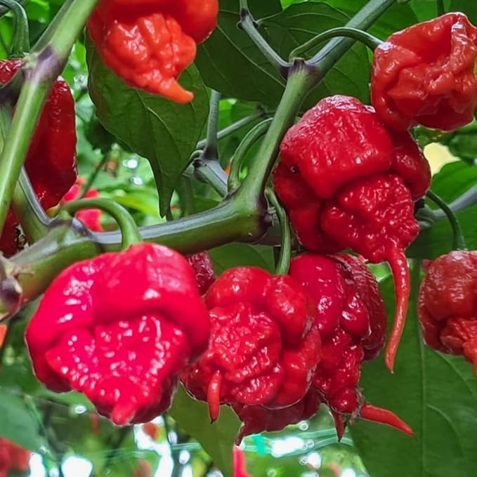 Set 6 Hot Pepper Live Plants 90 Days Old Live Pepper Chili Plant for Spring Planting (Carolina Reaper)