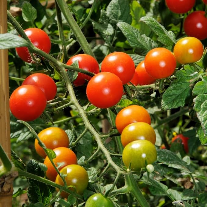 Set 2 Pots Cherry Tomato Plants 4-8 Red Sweet Tomato Plants Live Potted 4 Inch Pot 2 Plants per Pot