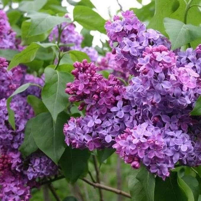 Lilac Tree Lilac Plants Live Ready to Plant 2 to 2.5 Feet Lilac Shrub Purple Lilac Tree Live Plant