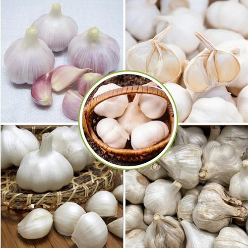 1 Pound Rare White Hardneck Garlic Bulbs for Planting Fresh High-Yield Hardy Garlic for Garden or Container Growing