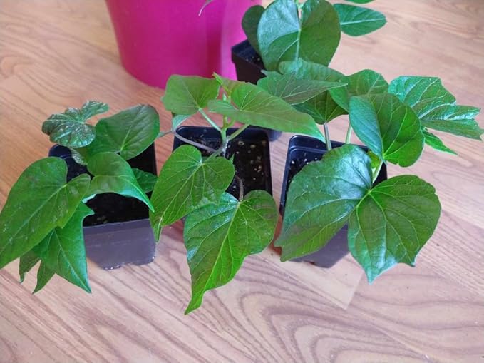 3 Potted Purple Sweet Potato Vine Live Plants for Planting Outdoors Well Rooted High Yield Purple Sweet Potato