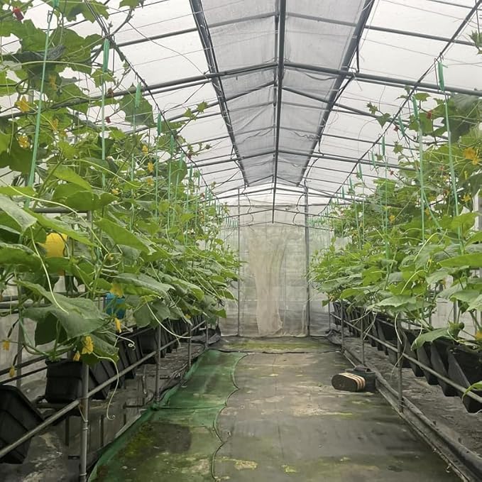 Set 2 Green Cucumber Plants Live for Planting Live Cucumber Plants for Planting Vegetable Plant from 4 to 6 Inches Long