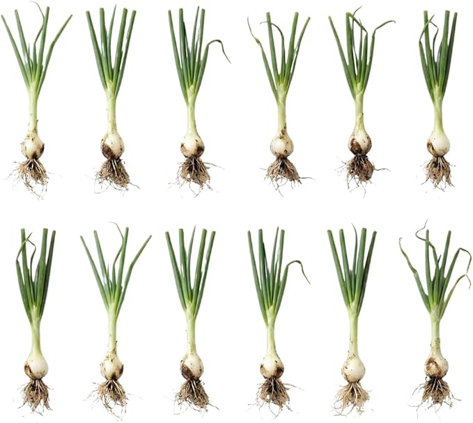 12 Egyptian Walking Onion Plants Start for Planting 4-8 Inch Tall Heirloom Non GMO High Yield Live Vegetable Plants Not Bulbs