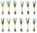 12 Egyptian Walking Onion Plants Start for Planting 4-8 Inch Tall Heirloom Non GMO High Yield Live Vegetable Plants Not Bulbs