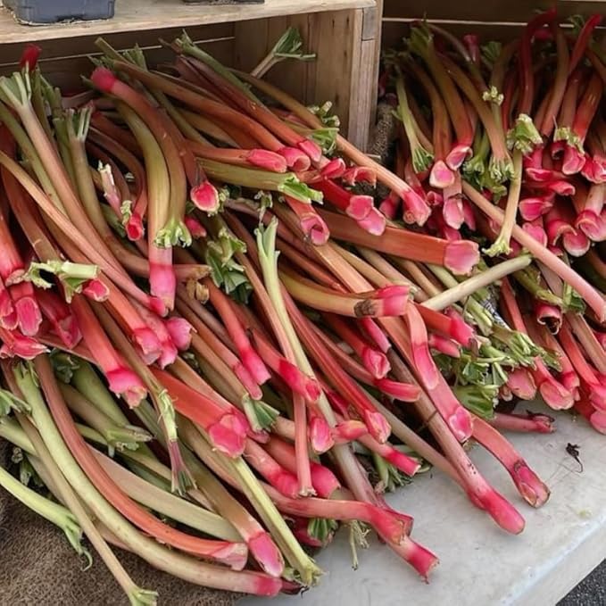 3 Rhubarb Roots Plants for Planting Large Red Cherry Rhubarb Crown Fast-Growing Hardy Rhubarb Plant for Outdoor and Backyard GardensHardy Non GMO Plant for Homegrown Gardens