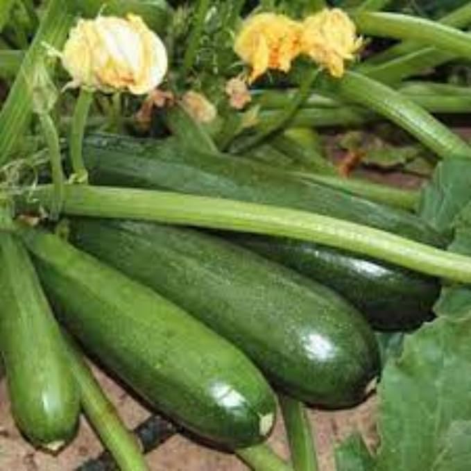 2 Green Squash Plants Live 4 to 6 Inch Tall Squash Zucchini Plants Gardening