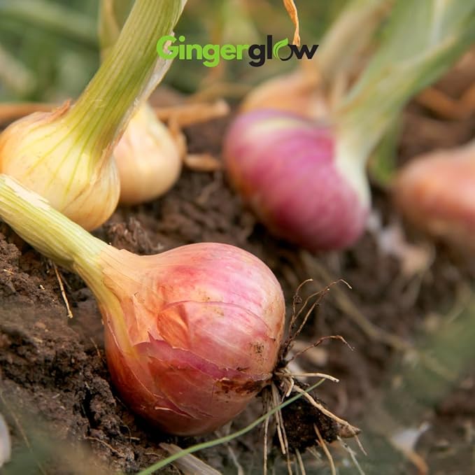 12 Egyptian Walking Onion Plants Start for Planting 4-8 Inch Tall Heirloom Non GMO High Yield Live Vegetable Plants Not Bulbs