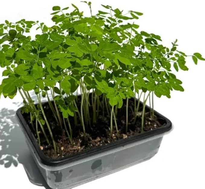 2 Live Moringa Oleifera Plants Trees in 4 Pot Malunggay Drumstick Size 6-9 Inches in Tall Dormant in Winter