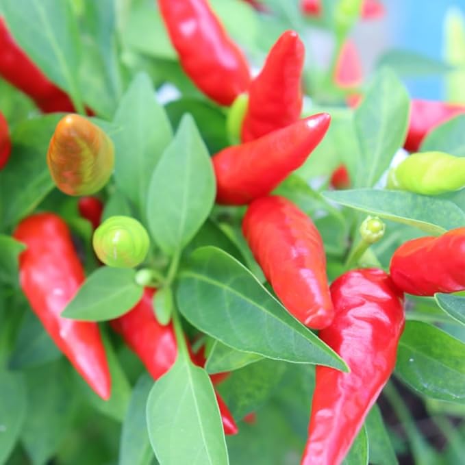 3 Hot Pequin Super Chili Pepper Plants Live in 2.5 Inch Pot for Planting Outdoor