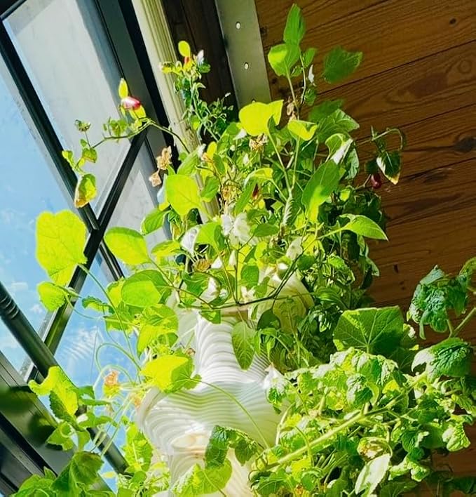Indoor Desktop Hydroponics Tower System Growing Kit Perfect for Edible Flowers Herbs and Vegetables for Homes Offices Apartments and Studios.