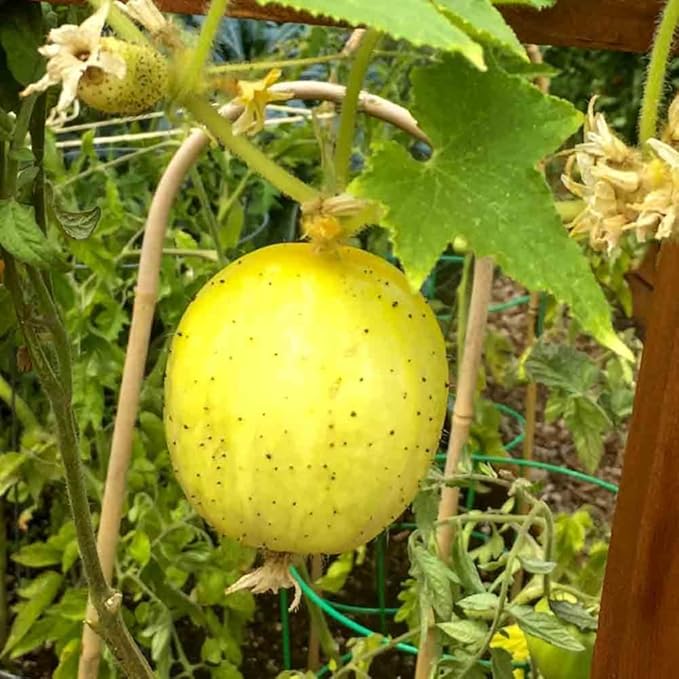 Lemon Cucumber Plants Live 6-8 Inches Tall in 4 Inch Pot 2 Plants Per Pot Vegetable Plants for Garden or Containers