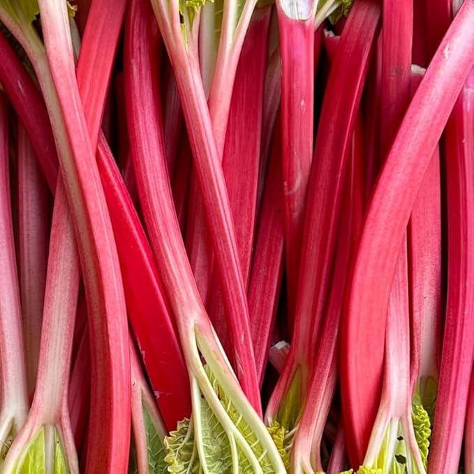 4 Large Rhubarb Crown Plants Fast-Growing Rhubarb Plants Root for Planting Big Size 6-7 Inch Crown Hardy Rhubarb Roots with High Yields and Giant Red Stalks