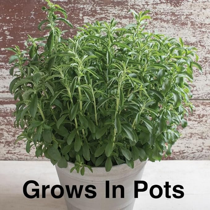 Natural Herbal Live Zero Calorie Sugar Replacement. Stevia Plants. Sweet Leaf Sugar Leaf Natural Sugar Substitute Herb Easy to Grow (4 stevia sacs)