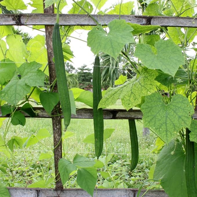 Ridge Luffa Plant 4 to 8 Inch Tall Live Gourd Loofah Plants in 4 Inch Pot Vegetable Vine Seedlings