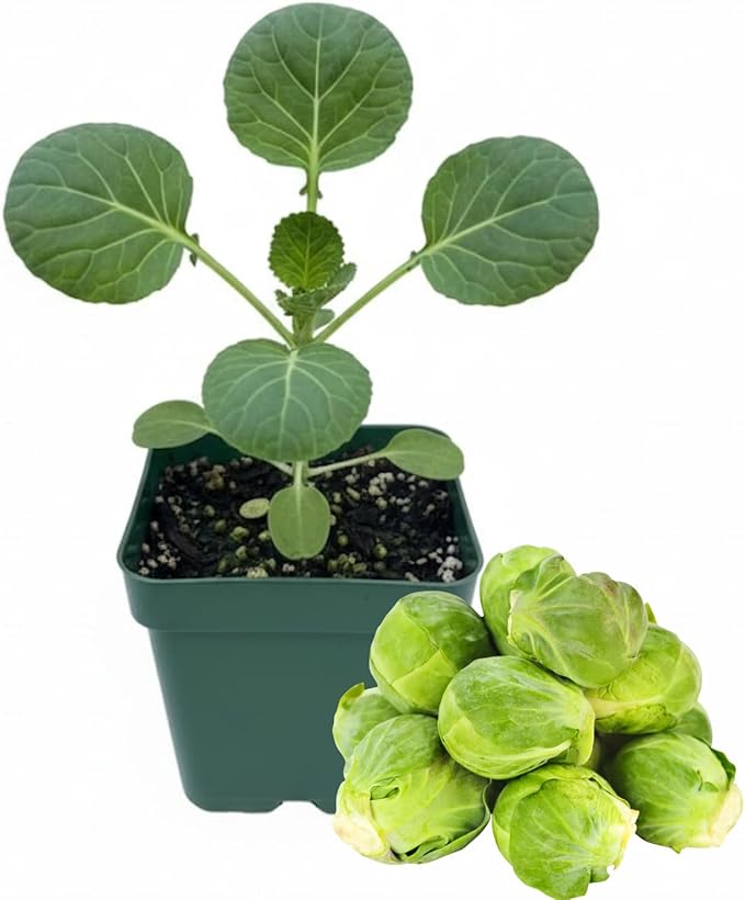 Brussel Sprouts Live Plant in 4″ Pot Well Rooted Brussel Sprouts Plants Vegetable for Garden or Container Planting