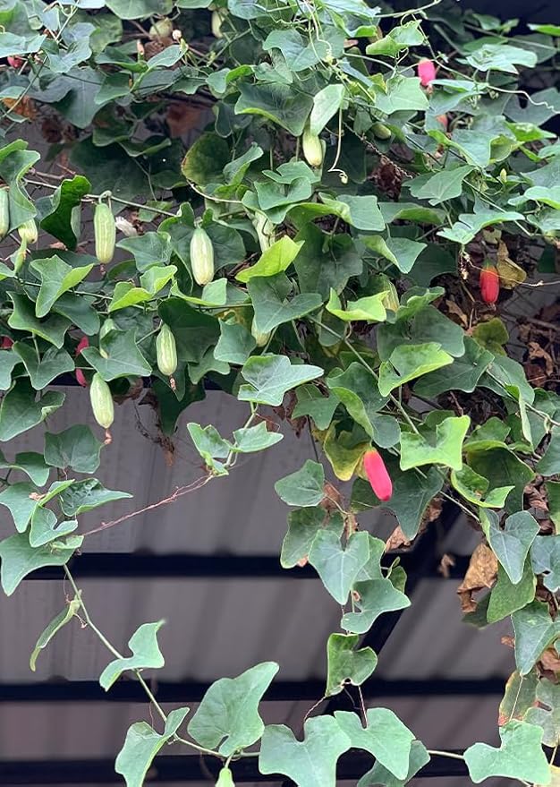 Live Red Tindora Plant Ivy Gourd Perennial Vine Scarlet Gourd Vine Climbing Gourds Plant Half Gal Pot No Ship CA