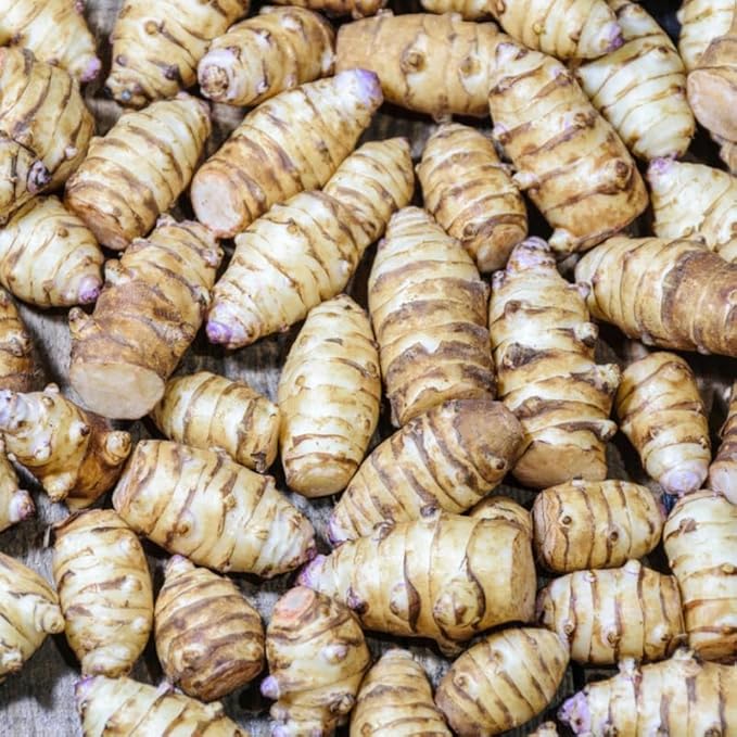 5 Jerusalem Artichoke Tubers for Planting Fresh Sunroots Sunchokes Edible Hardy Roots for Home Garden or Raised Beds