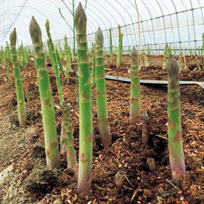 20 Green Asparagus Roots - Bare Root Asparagus Crowns for Planting Perennial Vegetable Plants for Outdoor Garden