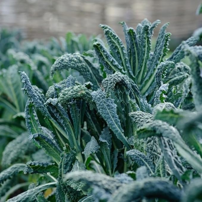 Live Dwarf Blue Kale Plants Kale Vegetable Plant 3-6 Inches Tall Well-Rooted in 4 Inch Pot for Growing