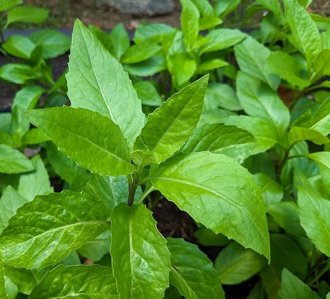 Set 4 Longevity Spinach Plants Green Gynura Vegetables Seedlings Perennial Spinach Shurb 4-6 Inch Tall