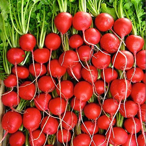 Park Seed Ultimate Container Seed Collection – Non-GMO Compact Vegetable Varieties for Patio Planters &amp Small Spaces with Tomato Pepper Pea Radish &amp Carrot Total of 515 Seeds