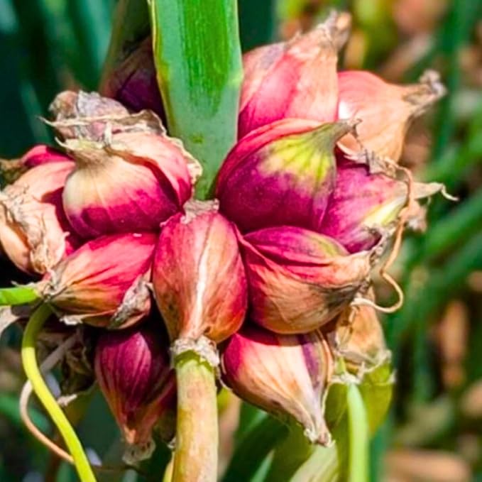 Potted of 3 Trees Onion Egyptian Walking Onion Live Plants for Planting Outdoors Rare Fresh Heirloom Allium Winter Onions Vegetable