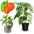 Set 6 Hot Pepper Live Plants 90 Days Old Live Pepper Chili Plant for Spring Planting (Bhut Jolokia Hot)