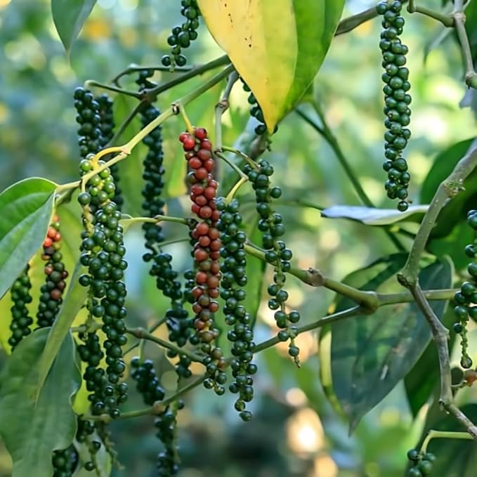 Black Pepper Plant Black Pepper Tree Plant 4 to 6 Inches Tall Edible Piper Nigrum Vines Indoor Outdoor Growing