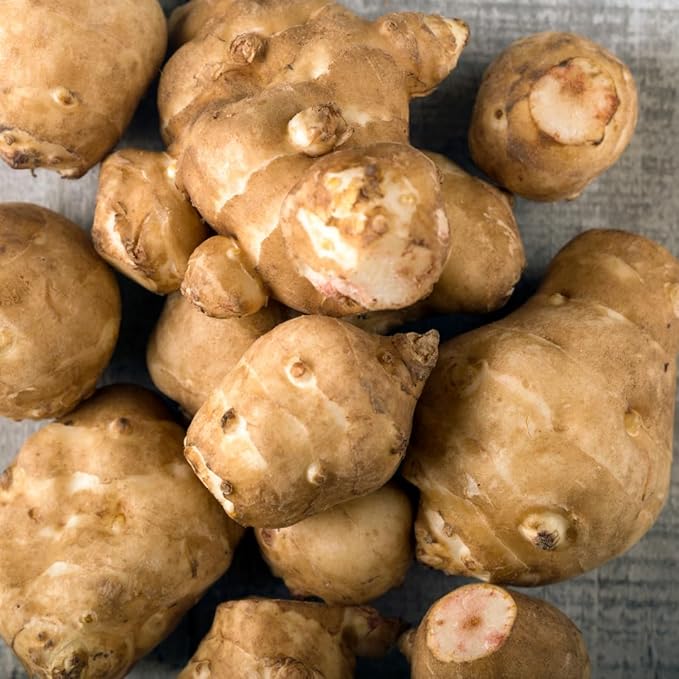 8 Oz Jerusalem Artichoke Tubers for Planting High Yield Sunchoke Rhizomes Bulbs for Planting Cold Hardy Gardening Indoor Outdoor