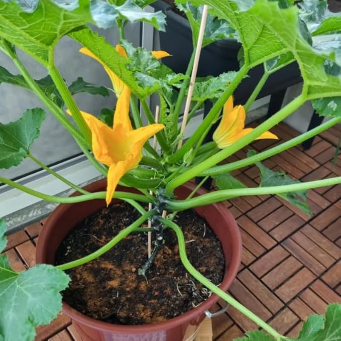 Set 2 Squash Plants Live for Planting Yellow Zucchini Plants Live for Planting Vegetable Plant 4 Inches Pot