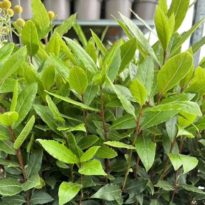 Bay Leaf Plant 5-8 Inch Tall Bay Leaf Tree Live Plant for Indoor Outdoor Garden 4 Inch Pot