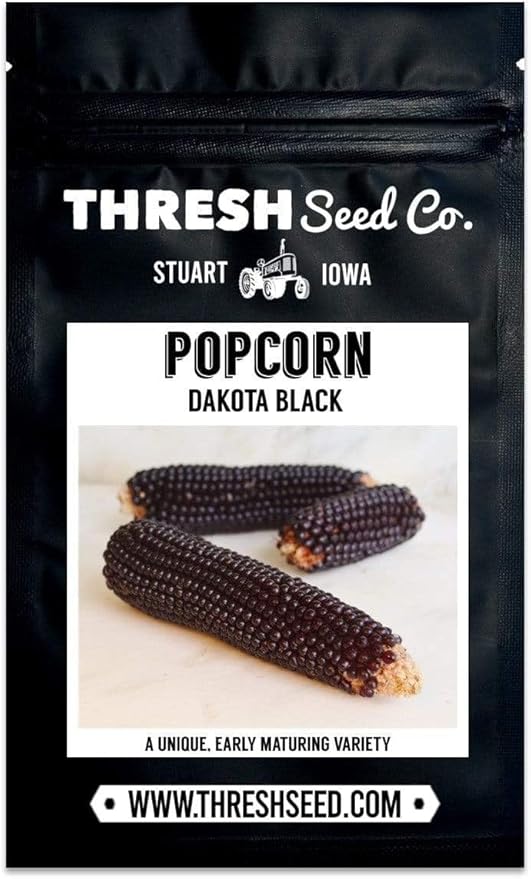 Dakota Black Popcorn - 4oz Bulk (~800 Seeds) - Heirloom &amp Open-Pollinated Variety USA-Grown Non-GMO Corn Seeds for Planting Outdoors in The Home Garden Thresh Seed Company